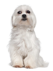 Mixed-Breed Dog with a maltese dog