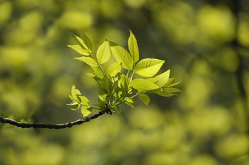young green leaves