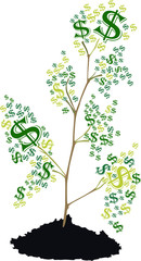 There is a tree of dollar symbol growing, vector