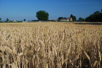 Naklejka premium Spighe di grano maturo 3