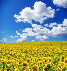 Obraz premium sunflower field