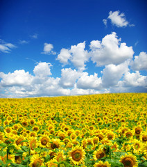 sunflower field