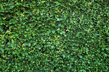 Hedge Background