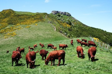 Vaches Salers, Cantal