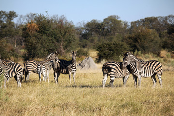 Obraz na płótnie Canvas Zebry w Botswanie