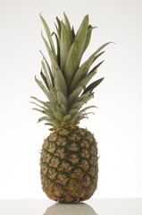 Ananas Sativus