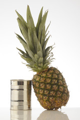 Ananas sativus