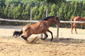 hengst in action