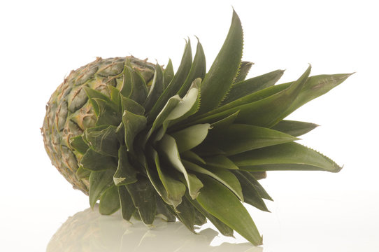 Ananas sativus