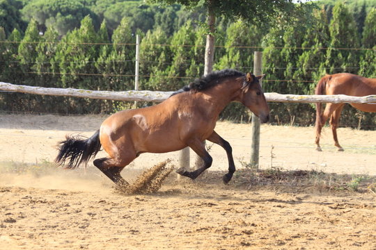 hengst in action