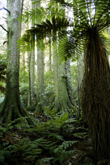 Fototapeta premium Trees in green tropical jungle forest