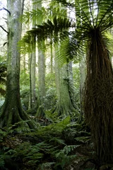 Foto auf Glas Trees in green tropical jungle forest © Stillfx
