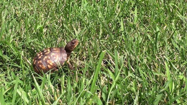 eastern box turtle