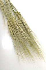 Spighe d orzo