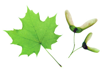 Green maple leaf