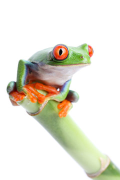 frog on bamboo isolated on white
