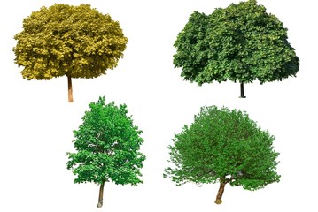 green trees on a white background