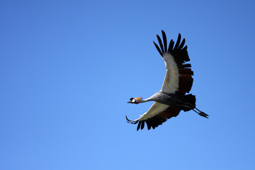 grue royale,balearica regulorum