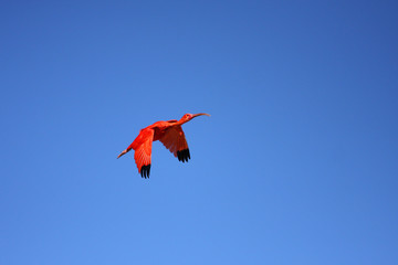 ibis rouge,eudocimus ruber - obrazy, fototapety, plakaty
