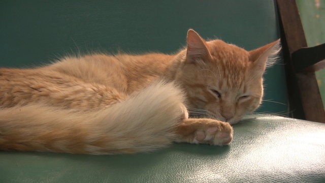 Gato