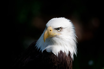 Obraz premium bald eagle