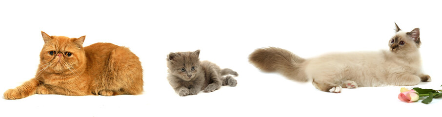 illustrations chats couchés