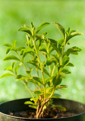 Stevia Rebaudiana - édulcorant naturel, alternative au sucre