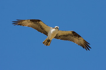 Obraz premium Osprey Eagle