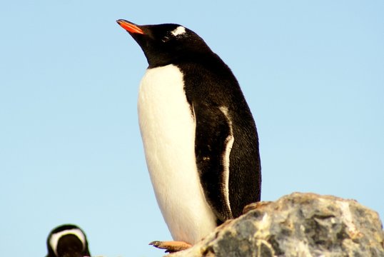 Eselspinguin, Paradise Harbour
