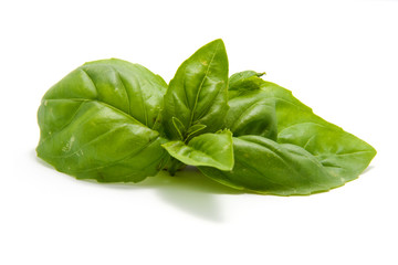 leaf of Basil isolated on white background