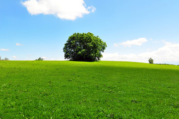 A tree on a green summer meadow with blue sky