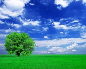 Fototapeta na wymiar pojedyncze zielone drzewo w polu
