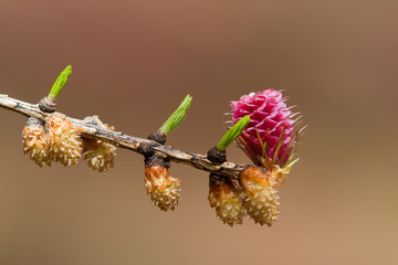 Fleurs de Mélèze
