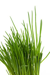 chives in closeup isolated on white background