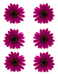 Pink daisy isolated on white background