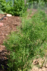 Dillsträucher im Garten