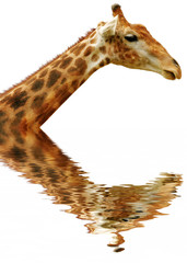 giraffa riflessa