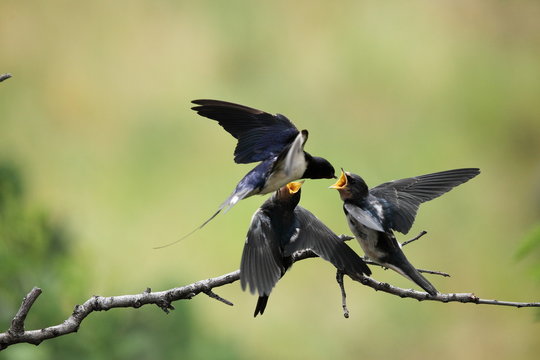 Schwalben bei der F&uuml;tterung