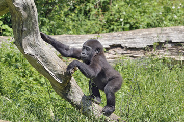 Obraz premium Bébé Gorille