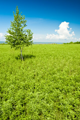 tree growing on field