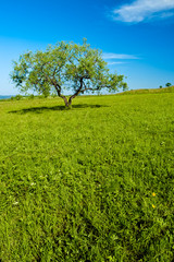 tree growing on hill