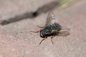 the fly