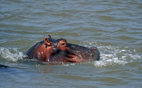 Flusspferde, Hippopotamus amphibius, Südafrika