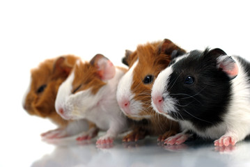 Little guinea pigs