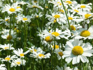 Camomile flowers