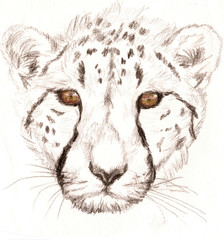 Colored Pencil Sketch of a Cheetah