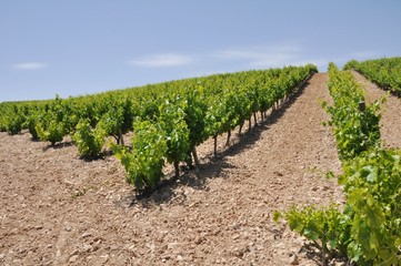 Fototapeta na wymiar viñedo en La Rioja