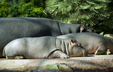 Hippopotamus family, Berlin Zoo