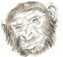 Black and white sketch of a gorilla monkey