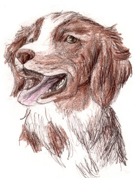 Britney Spaniel Dog